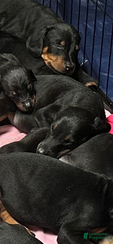 Doberman Pinscher dogs Doberman Pinscher 5 - Ad 35