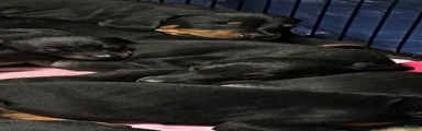 Doberman Pinscher 5