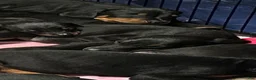 Doberman Pinscher dogs for sale: Doberman Pinscher 5 - Ad 1