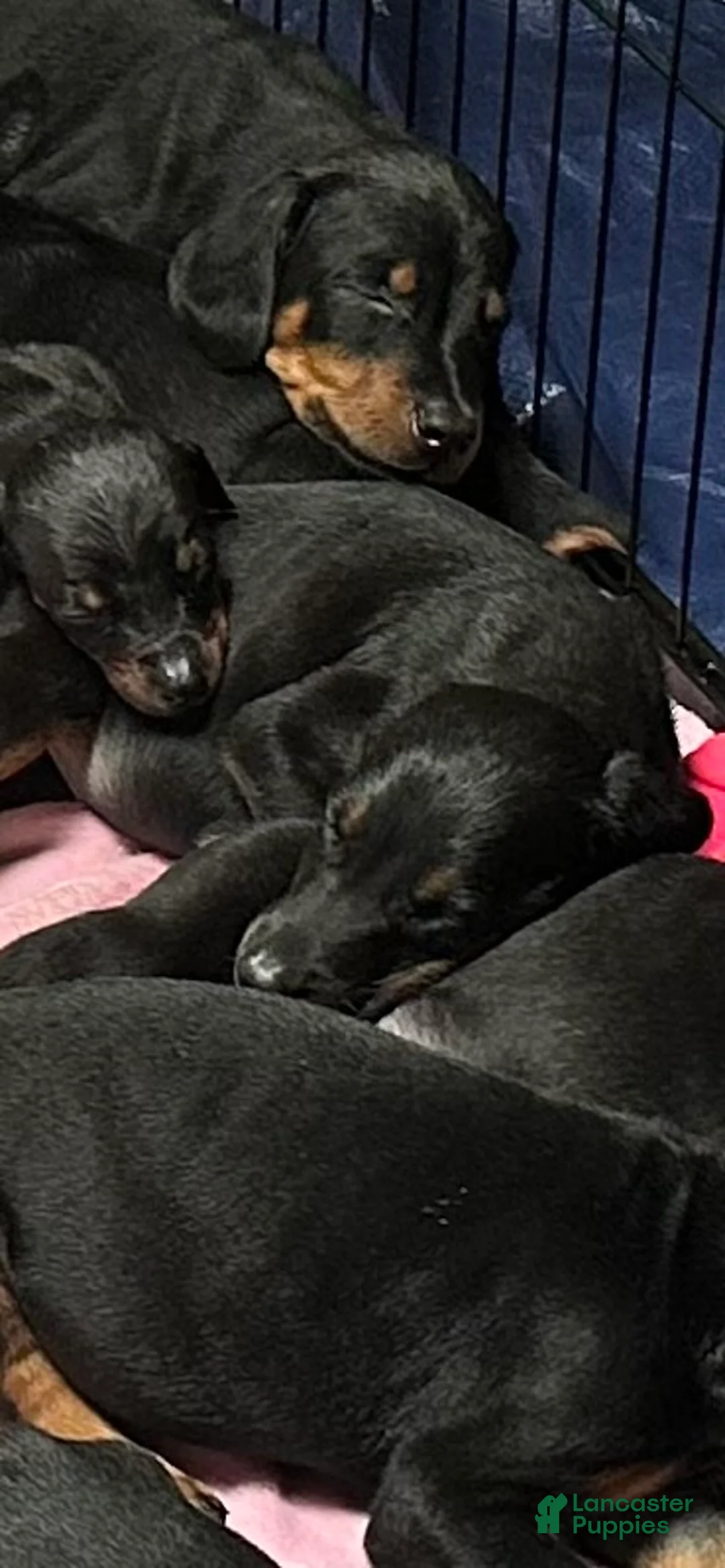 Doberman Pinscher dogs for sale: Doberman Pinscher 5 - Ad 1