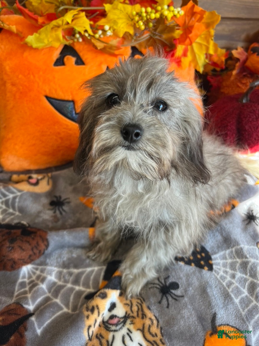 Maltipoo dogs for sale: Frosty - Ad 2