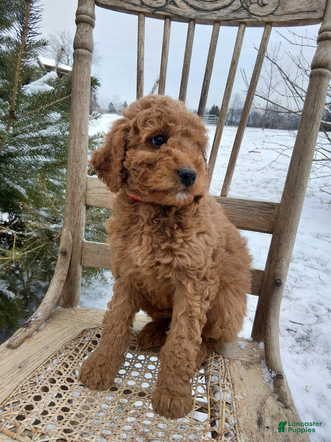 Irish Doodle dogs for sale: F1B Cooper - Ad 3