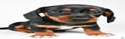 Miniature Dachshund dogs for sale: Lucy - Ad 5