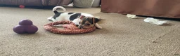 Rat Terrier dogs for sale: Dolly *Updated photos* - Ad 3