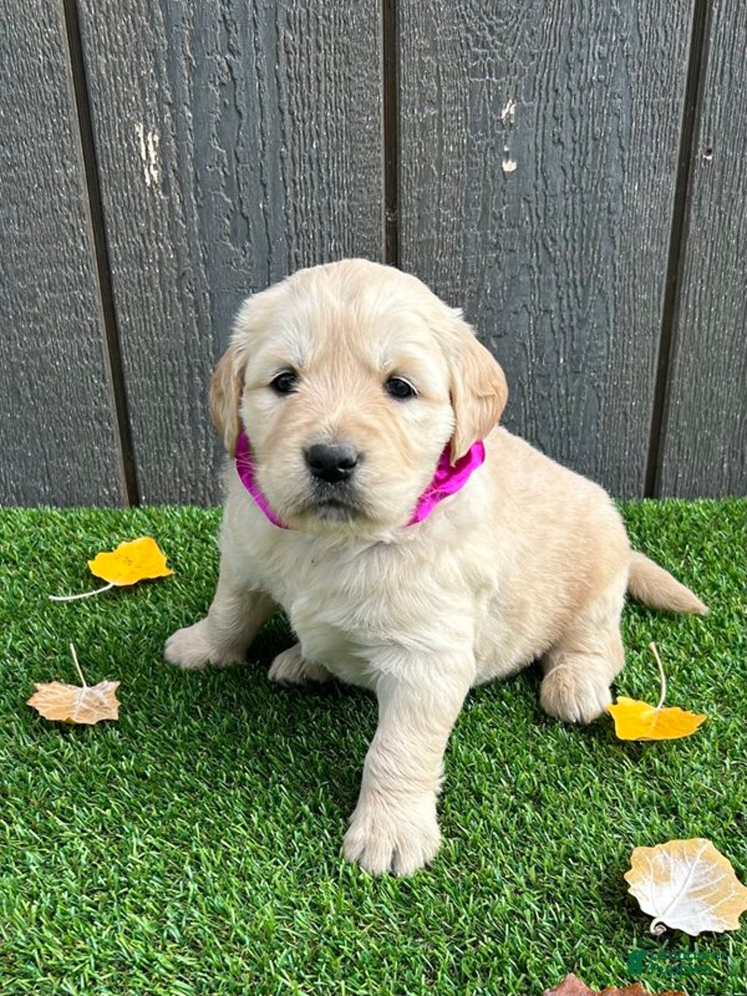 Golden Retriever dogs for sale: Uni - Ad 3