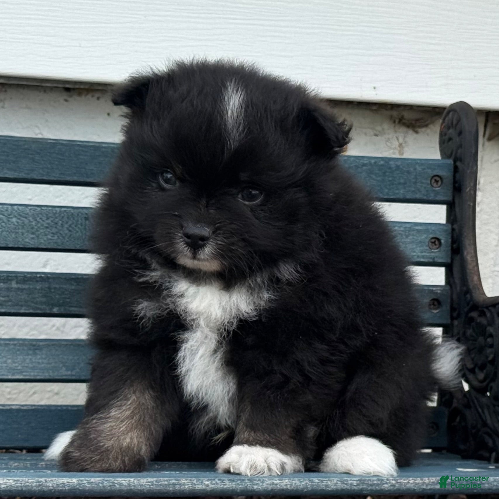Pomeranian dogs Oliver - Ad 1