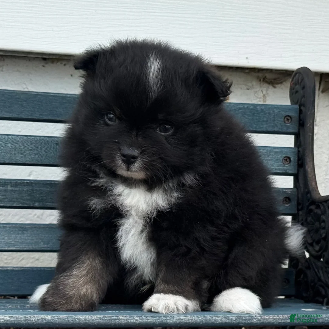 Pomeranian dogs for sale: Oliver - Ad 1