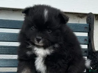 Pomeranian dogs for sale: Oliver - Ad 2