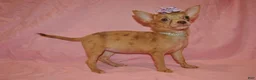 Chihuahua dogs for sale: Lola - Ad 2