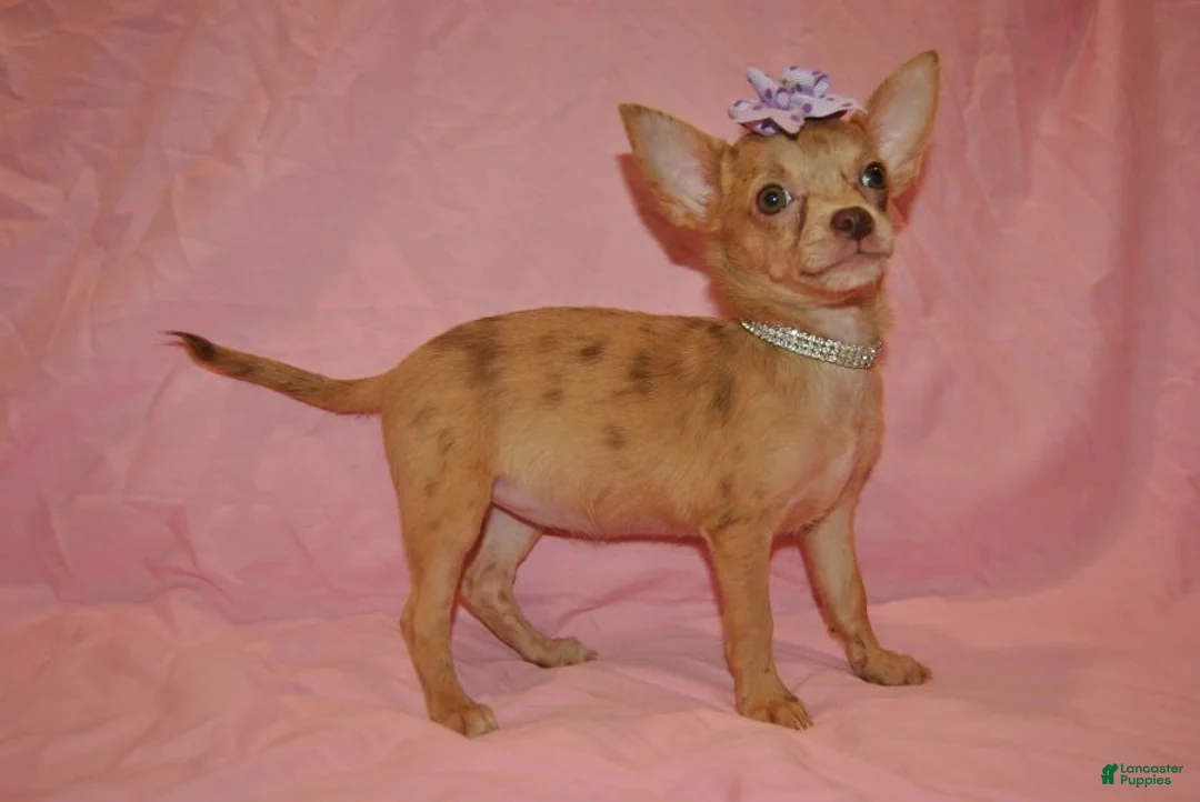 Chihuahua dogs for sale: Lola - Ad 2