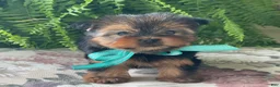 Yorkshire Terrier dogs for sale: Sushi - Ad 13