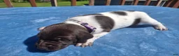 German Shorthaired Pointer dogs for sale: German Shorthaired Pointer Willow - Ad 13