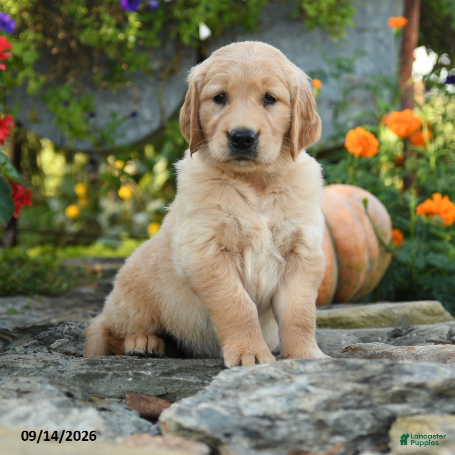 Golden Retriever dogs Cully - Ad 2