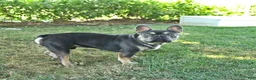French Bulldog dogs for sale: Fergus - Ad 12