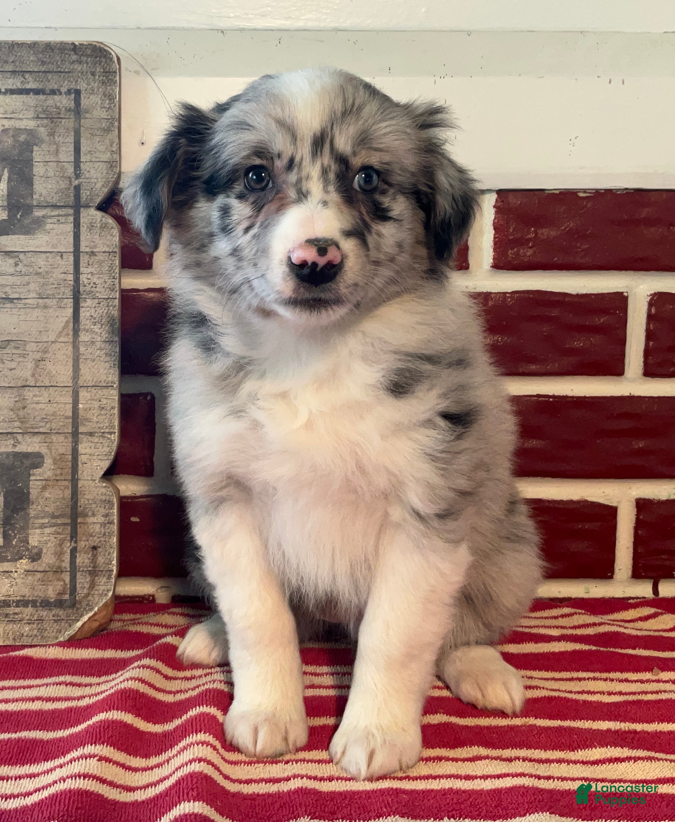 Mixed Breed dogs Missie - Ad 2