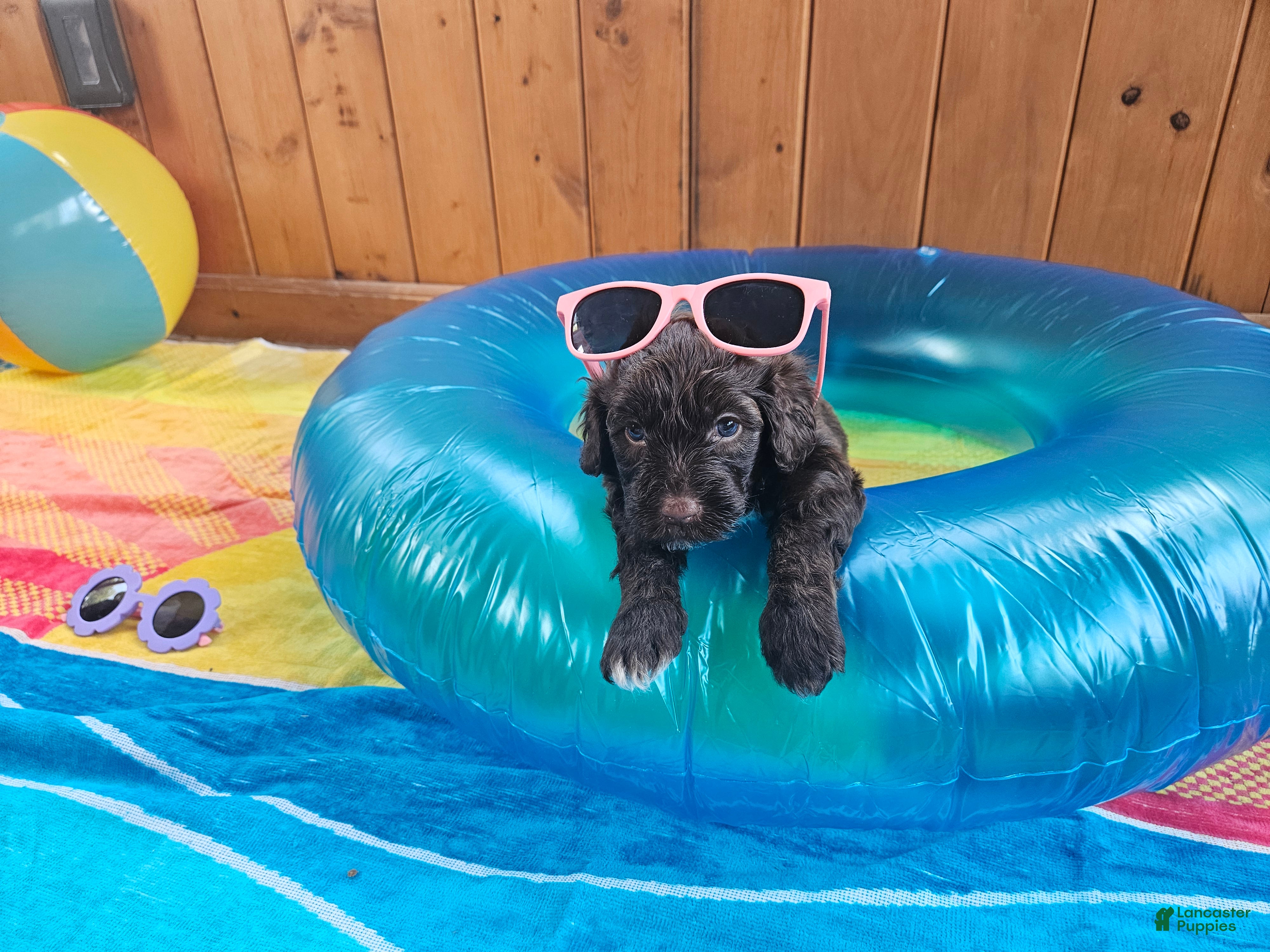 Portuguese Water Dog dogs Blu - Ad 28