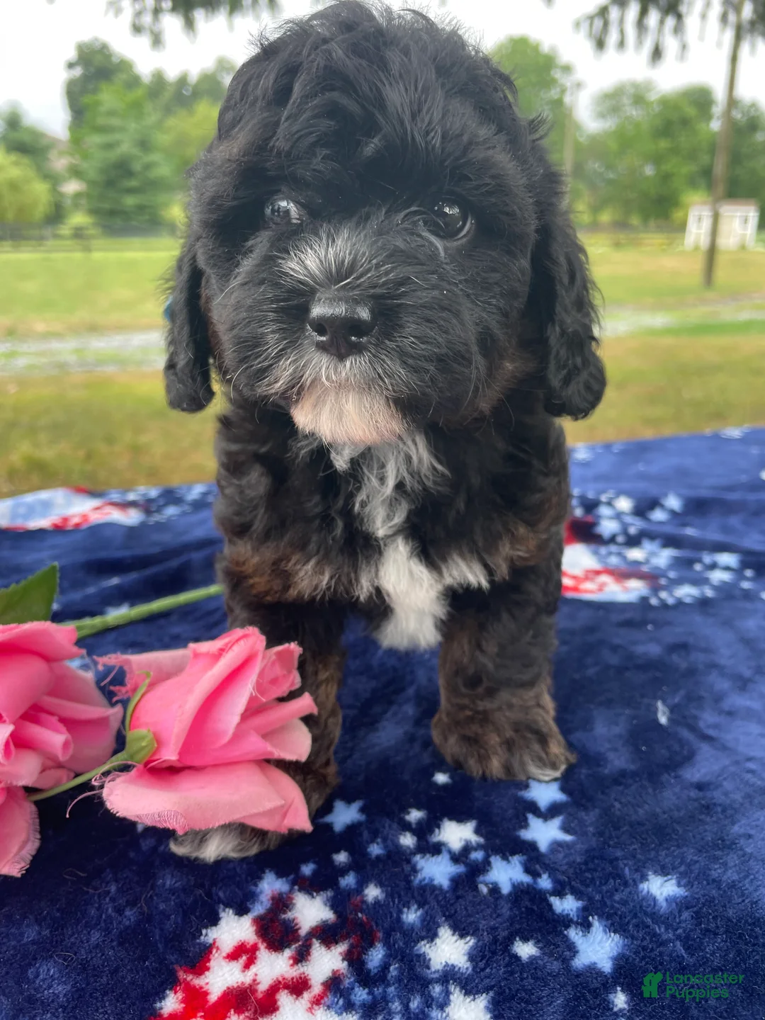 Shihpoo dogs for sale: Shelby - Ad 2