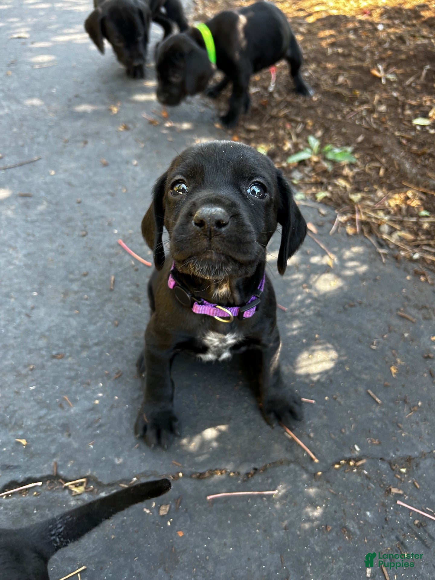 Mixed Breed dogs Purple - Ad 5