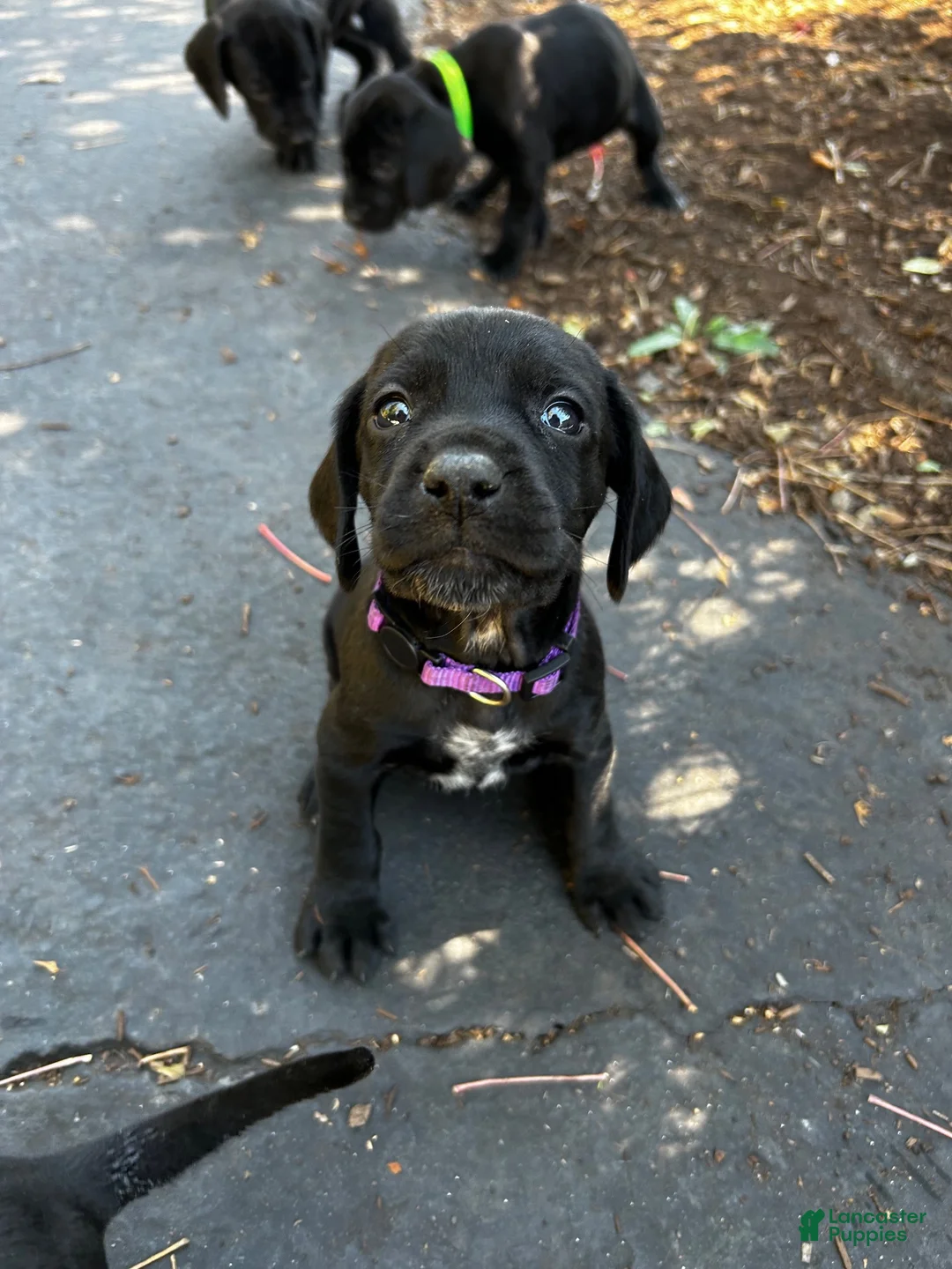 Mixed Breed dogs for sale: Purple - Ad 1