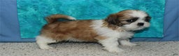Shih Tzu dogs for sale: Dingo - Ad 3