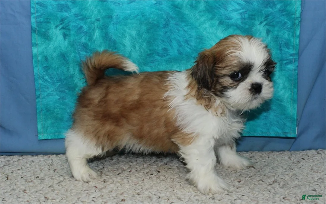 Shih Tzu dogs for sale: Dingo - Ad 3