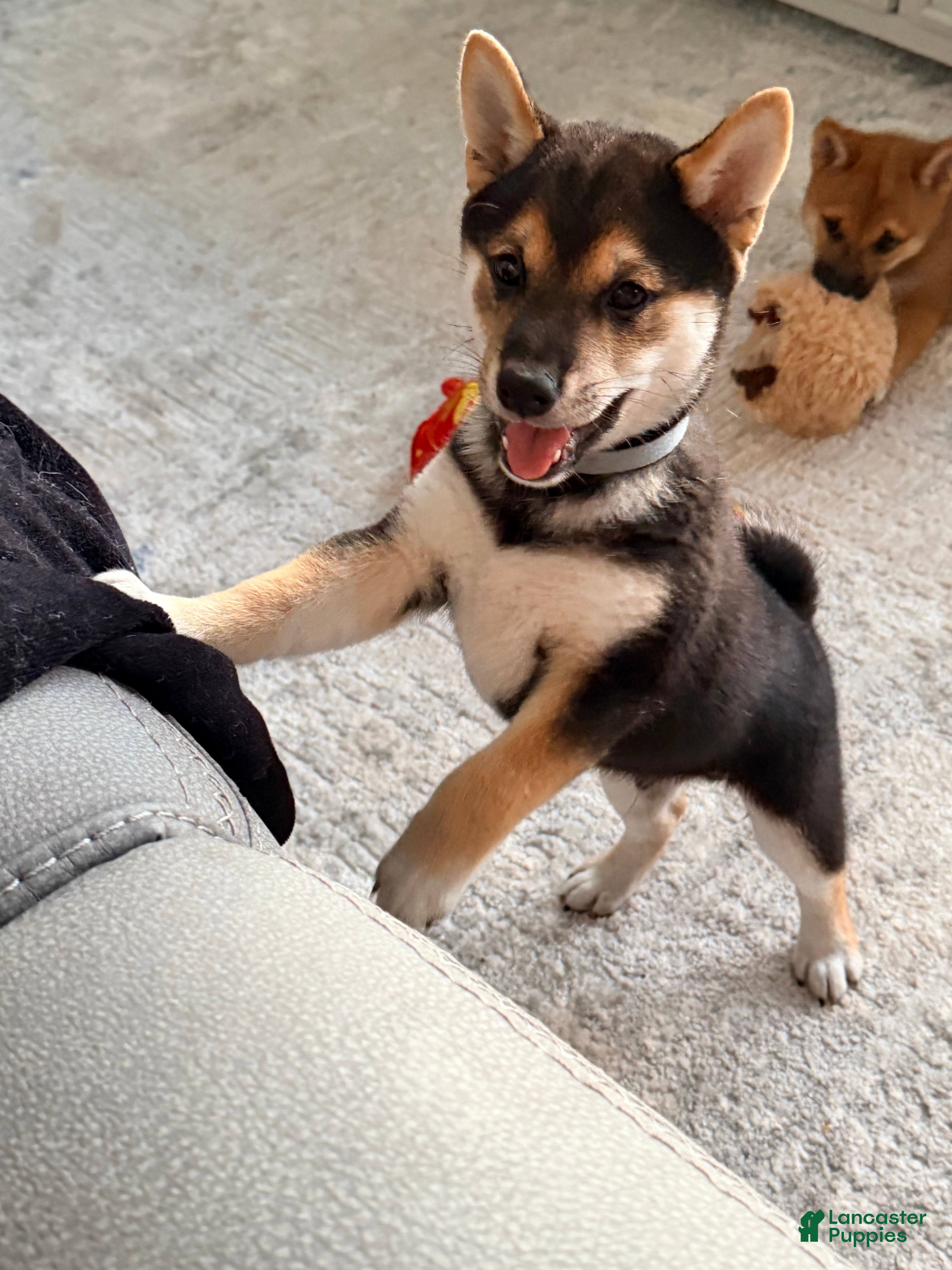 Shiba Inu (Shiba Inu, Male) in Patrick Space Force Base, FL
