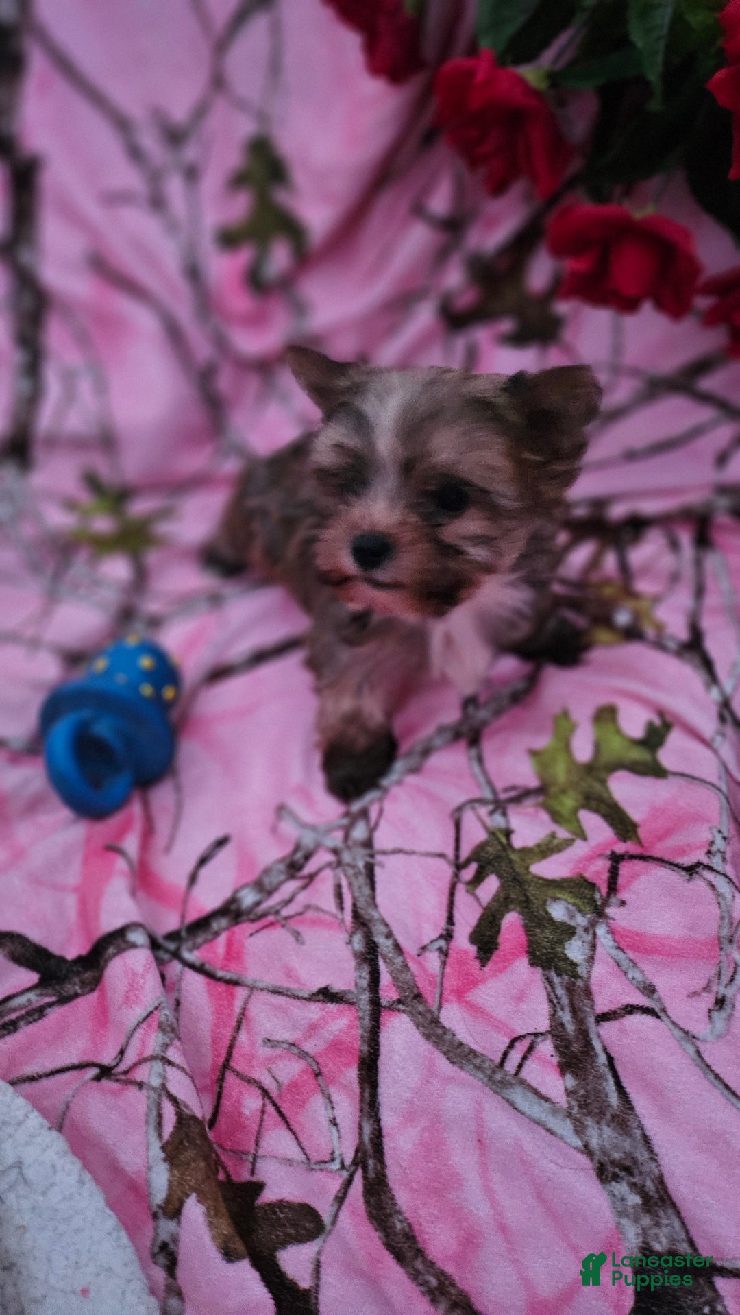 Morkie dogs for sale: Browney  - Ad 9