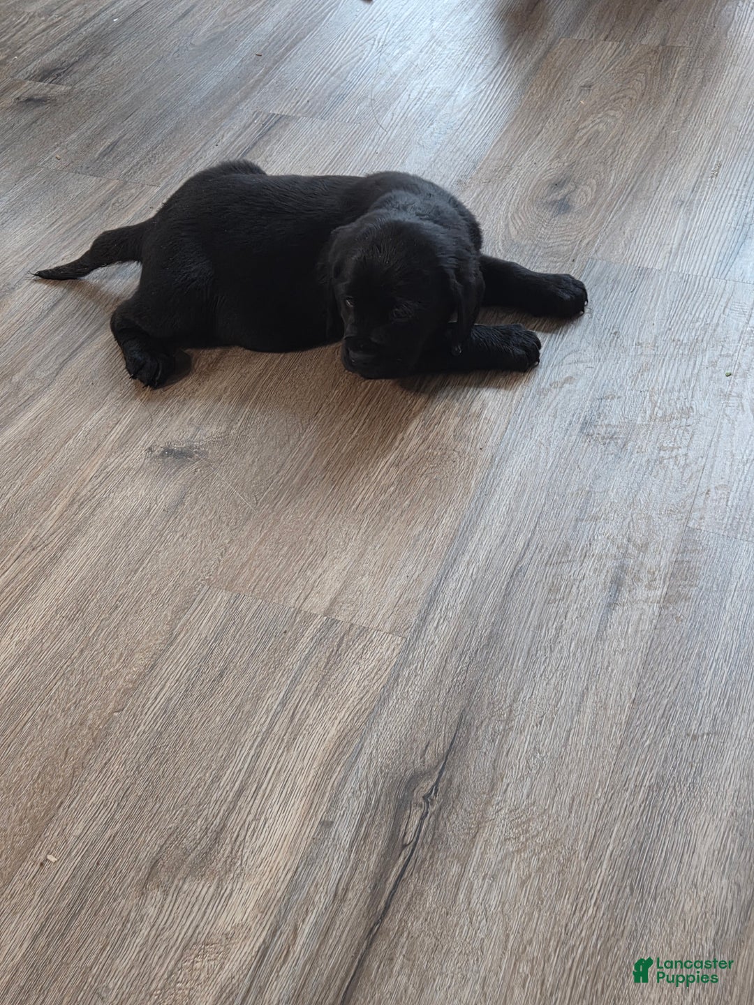 Mixed Breed dogs for sale: Labrador/Cocker Spaniel  - Ad 3