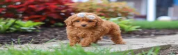 Miniature Poodle dogs for sale: Pippa - Ad 4