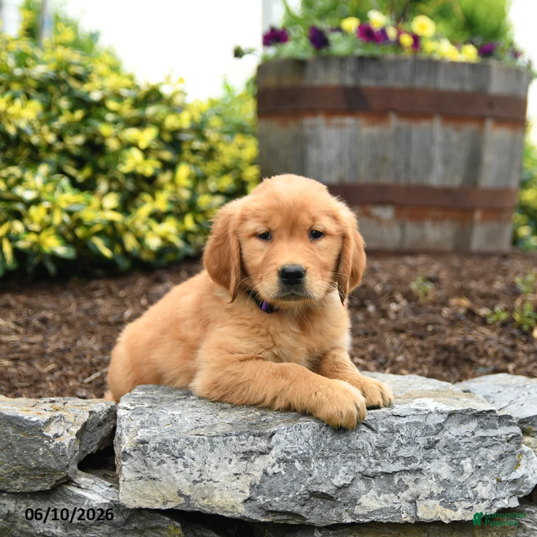 Golden Retriever dogs for sale: Jill - Ad 2