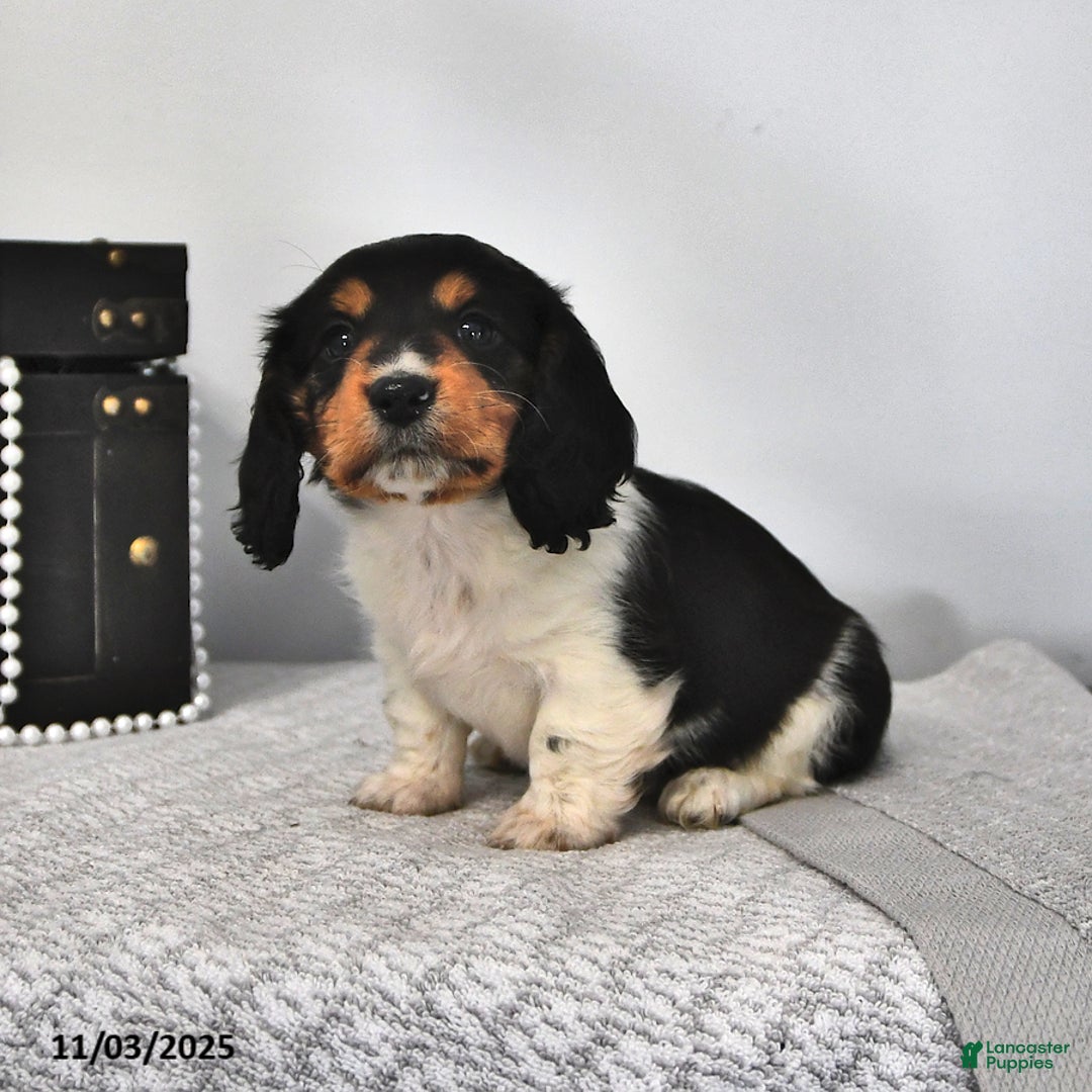 Miniature Dachshund dogs for sale: Gunner - Ad 3