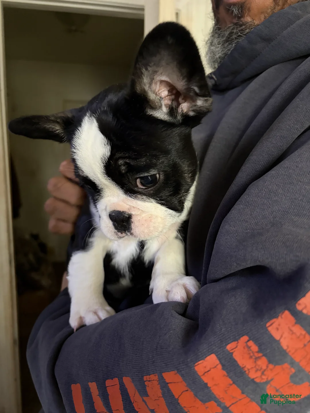 French Bulldog dogs for sale: French Bulldog Puppy 4 - Ad 1