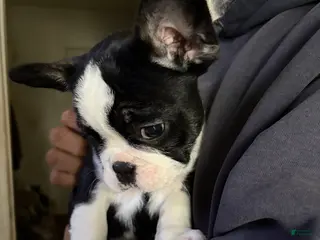 French Bulldog dogs French Bulldog Puppy 4 - Ad 10