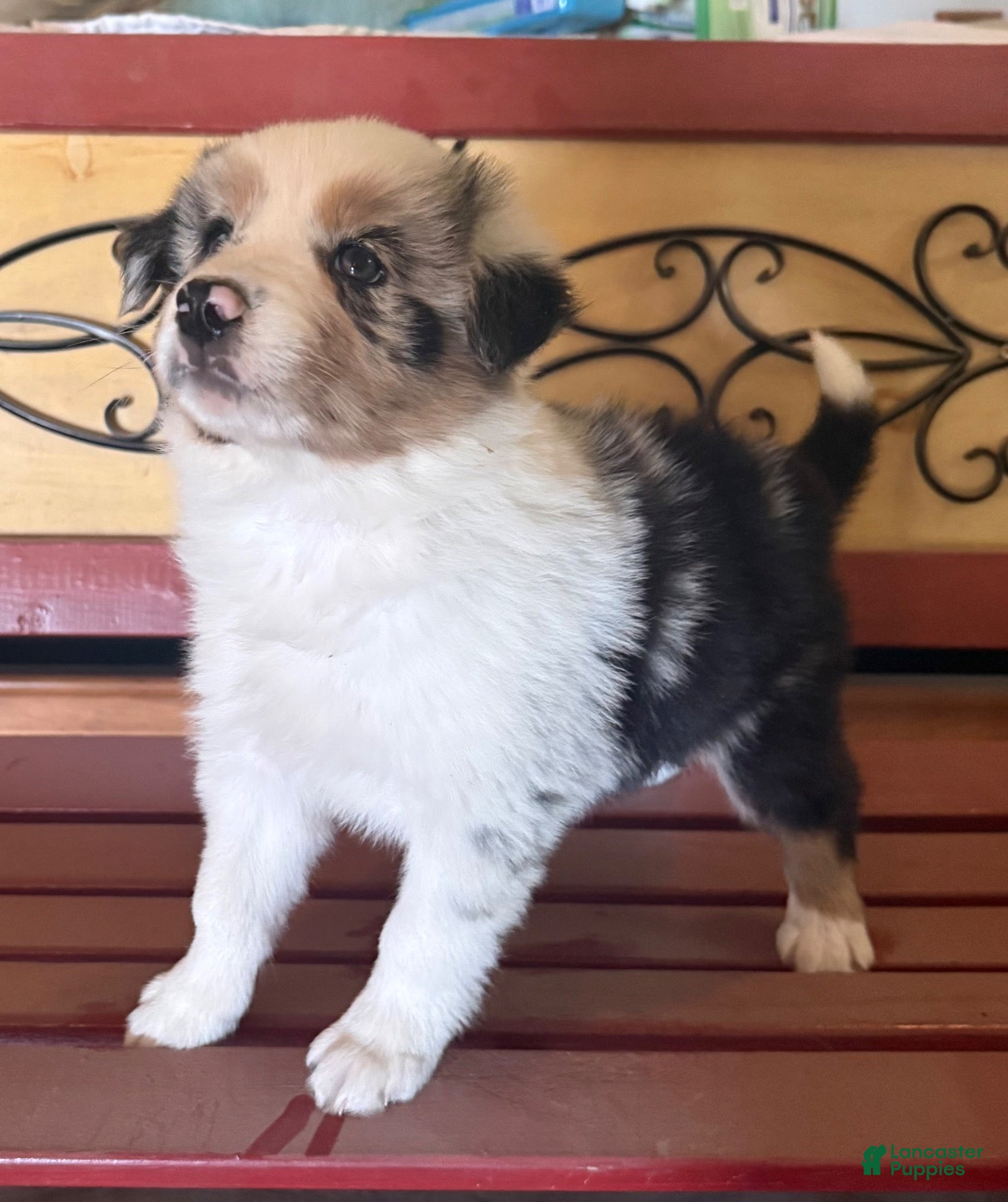 Border Collie dogs for sale: Specks - Ad 2