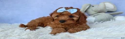 Cavapoo dogs for sale: TYSON - Ad 12