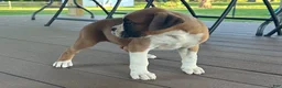 Boxer dogs for sale: Serena - Ad 6