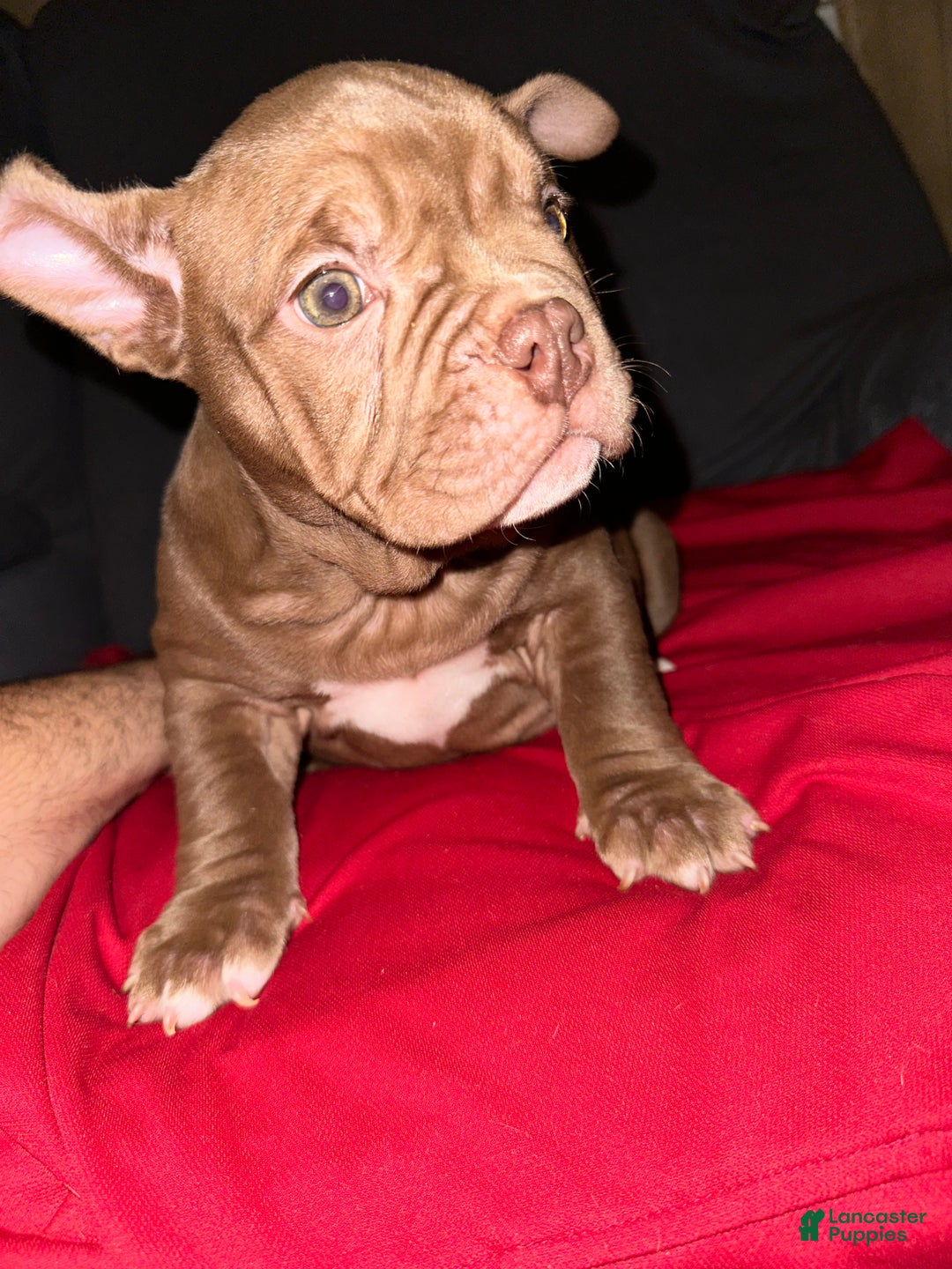 American Bully dogs for sale: Pepper - Ad 7