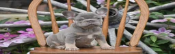 French Bulldog dogs for sale: Zara - Ad 3