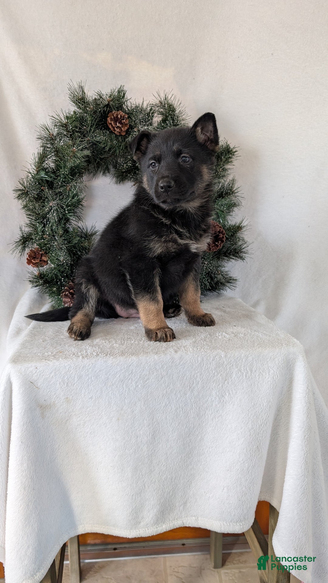 German Shepherd dogs for sale: Easton  - Ad 2