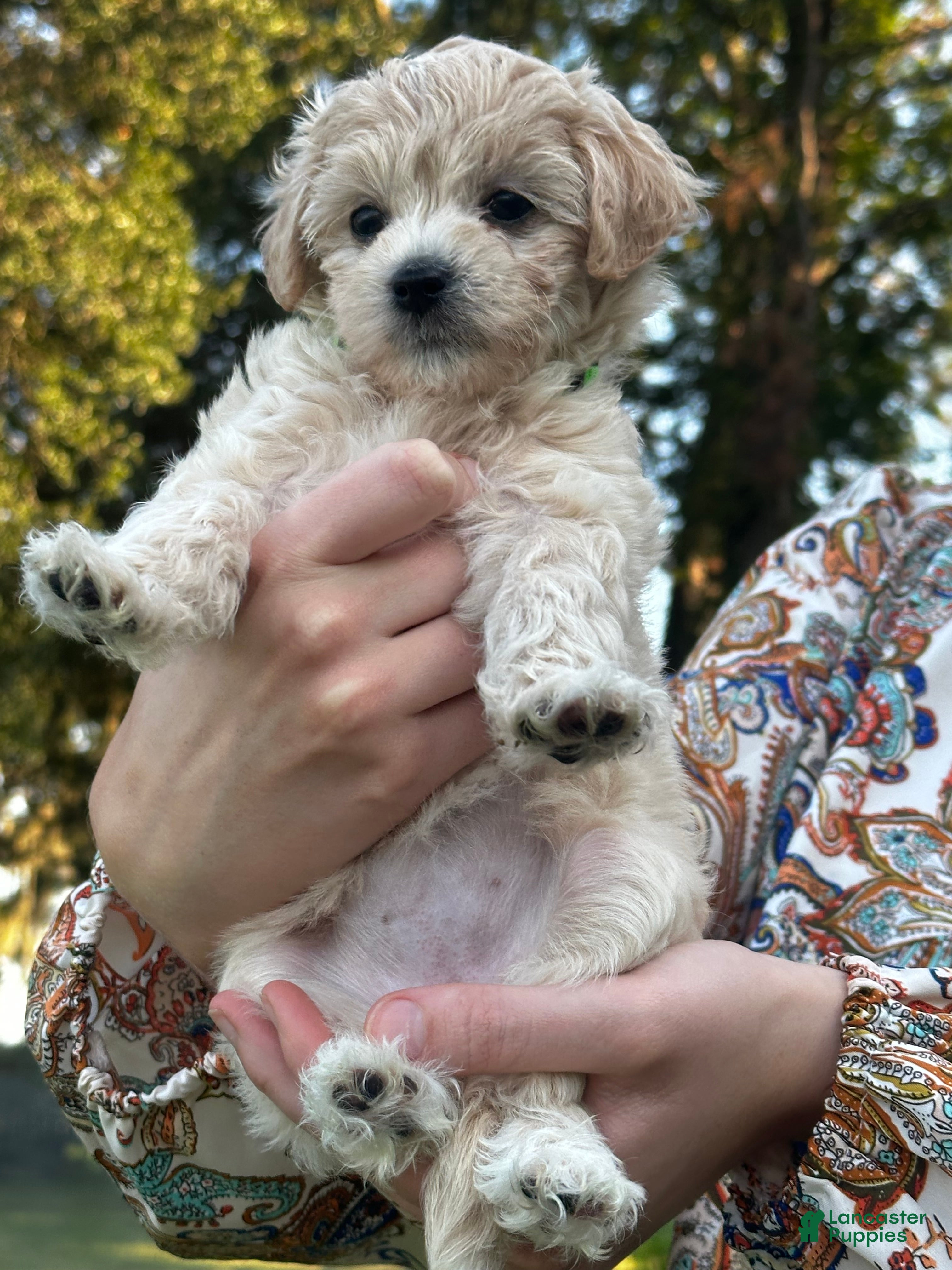 Maltipoo dogs Winnie - Ad 1
