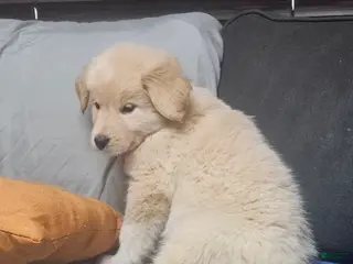 Mixed Breed dogs Mixed Breed Puppy 7 - Ad 13