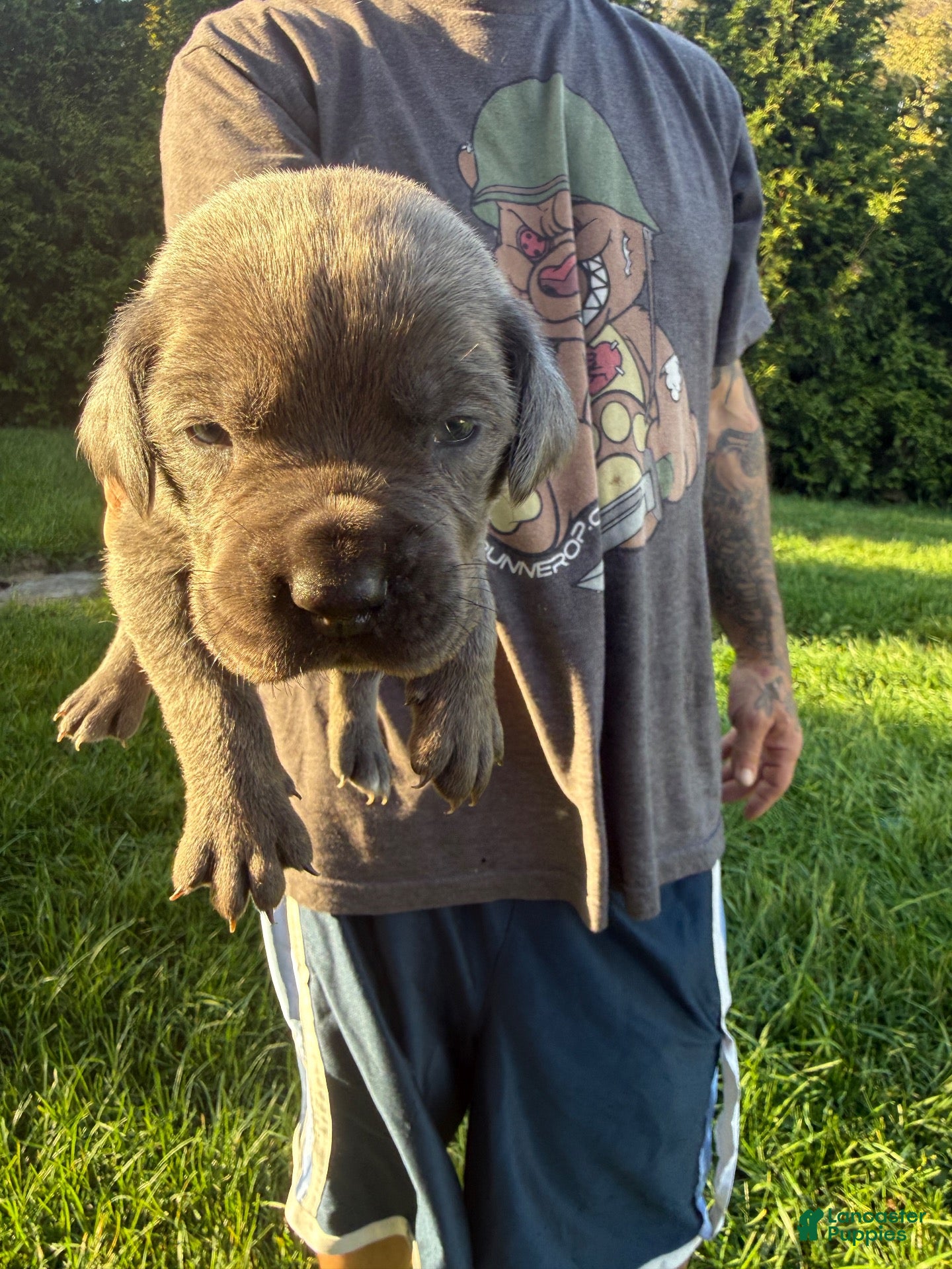 Cane Corso dogs for sale: Levi - Ad 18