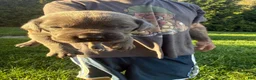 Cane Corso dogs for sale: Levi - Ad 1