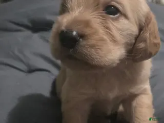 Double Doodle dogs Double Doodle -Goldie - Ad 15