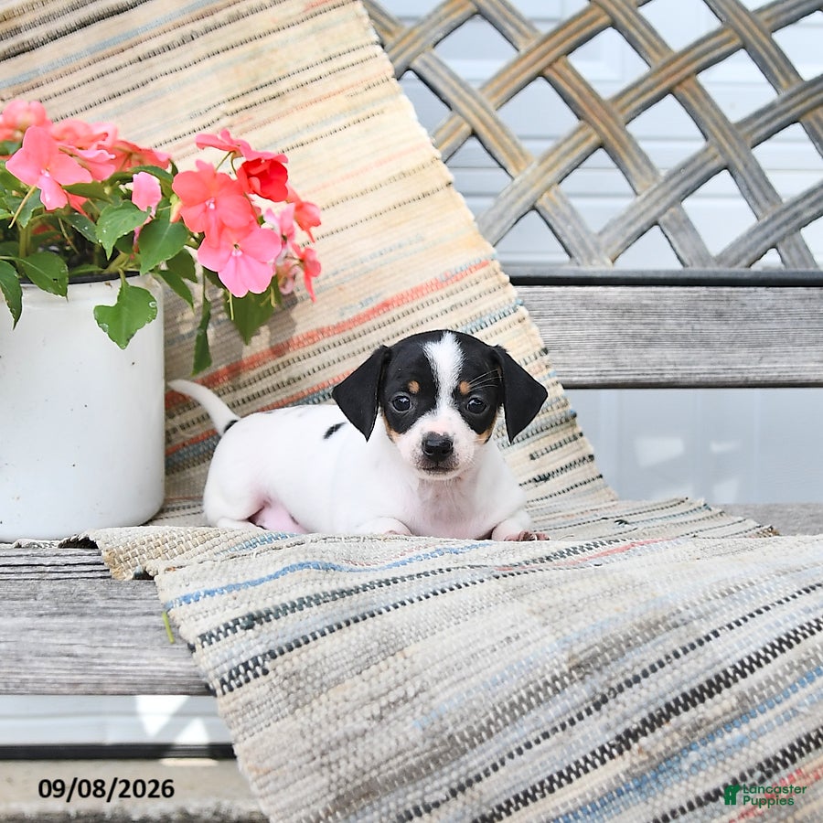 Chiweenie dogs Peanut  - Ad 1