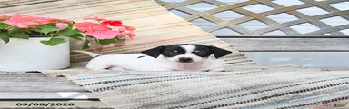 Peanut 