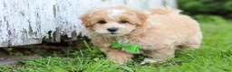 Maltipoo dogs for sale: Joel - Ad 7