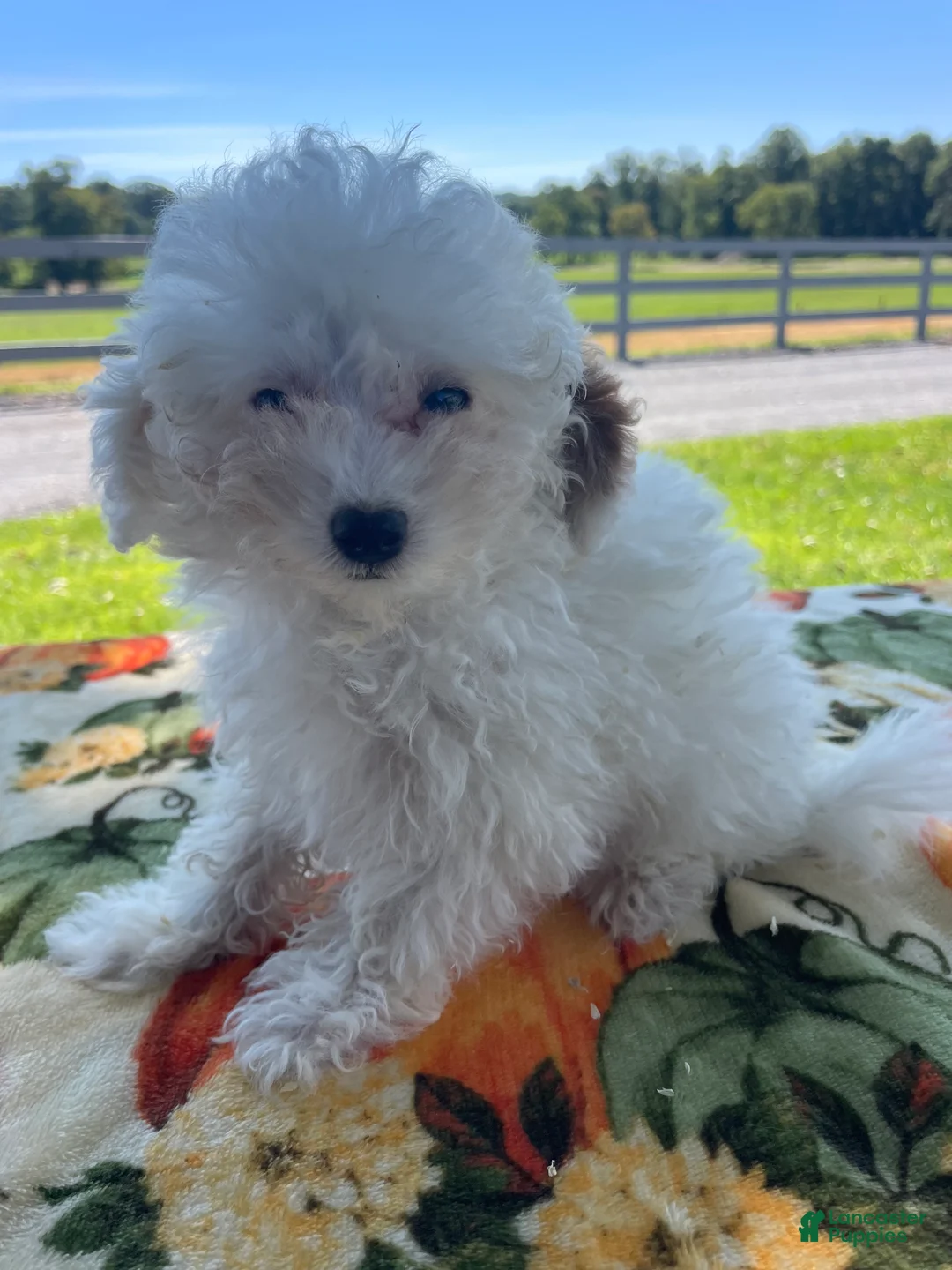 Toy Poodle dogs for sale: Nugget - Ad 2