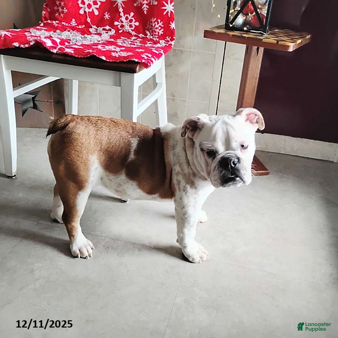 English Bulldog dogs for sale: Renita - Ad 4