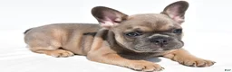 French Bulldog dogs for sale: Zane - Ad 7